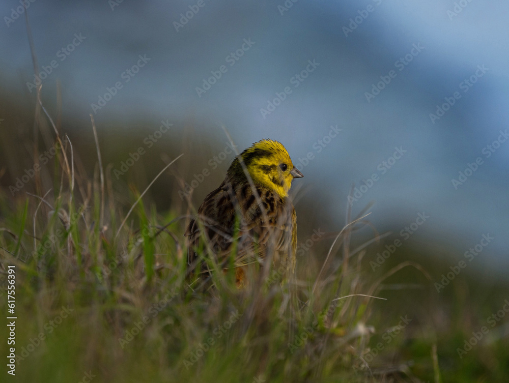 Yellowhead Emberiza Citrinella bird animal sitting in oceanside green grass at Cape Reinga North Island New Zealand
