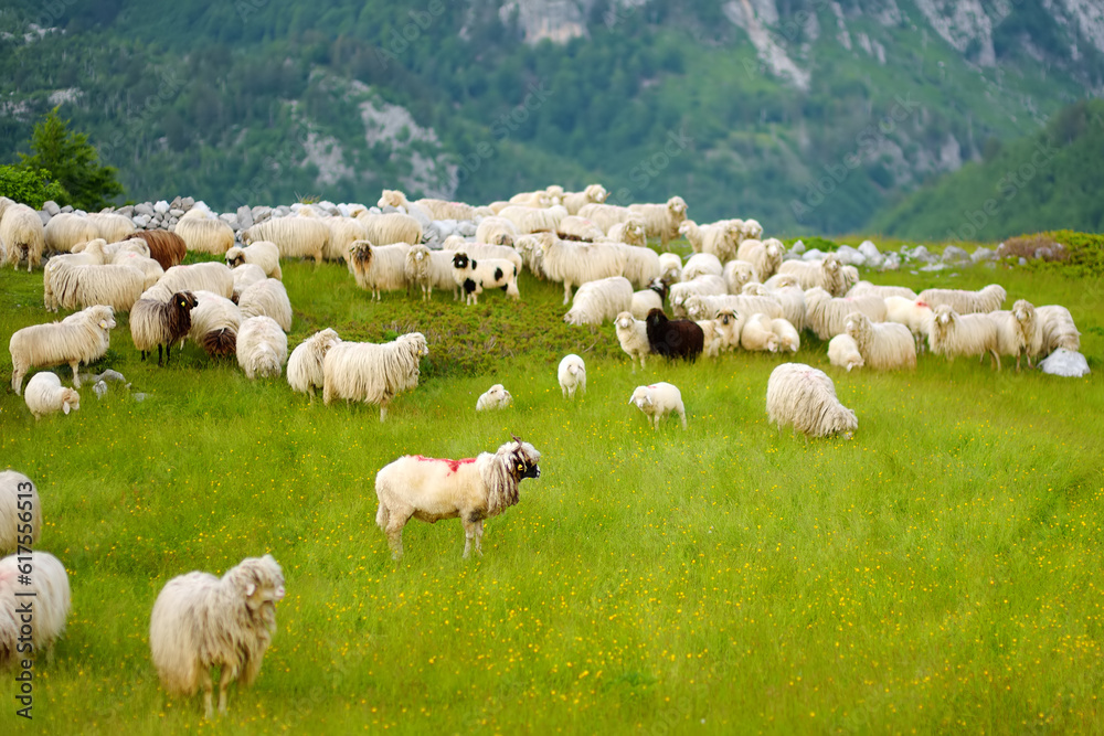 Obraz premium Flock of sheep with red marks on backs are grazing on pasture in a mountain valley. Wool and food production. Growing livestock is a traditional direction of agriculture.