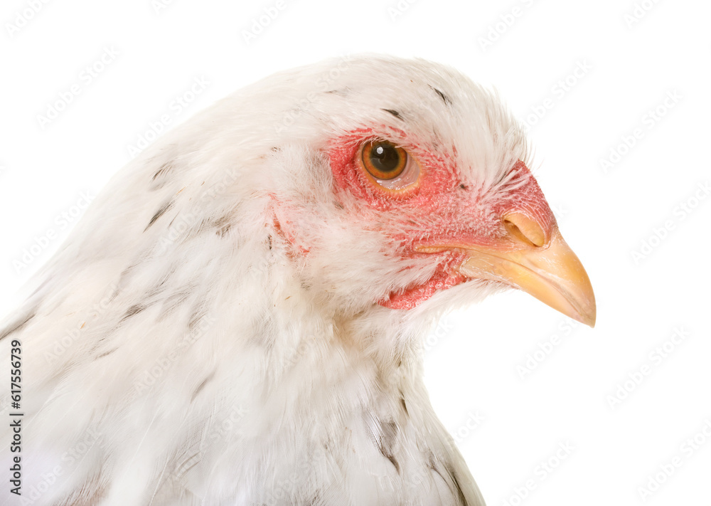 brahma chicken in front of white background brahma chicken in front of white background
