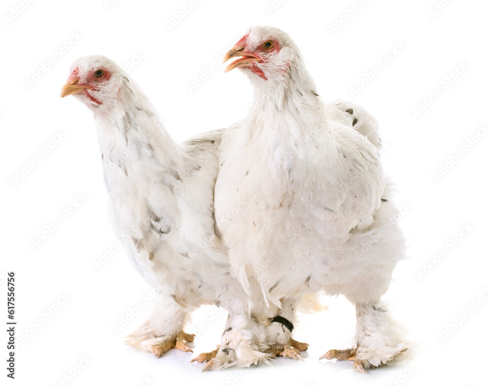 Fototapeta premium brahma chicken in front of white background