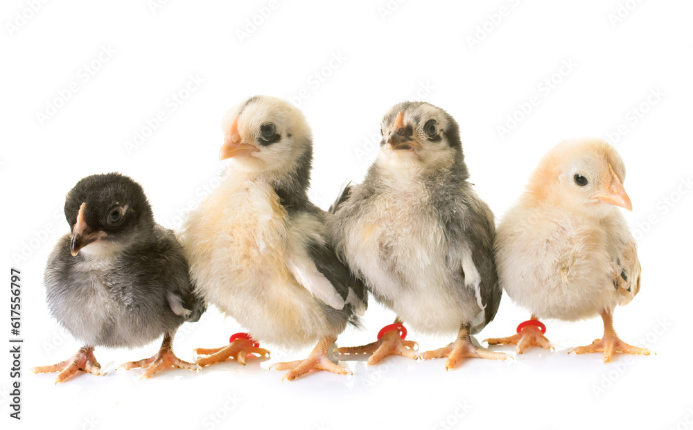 serama chick in front of white background serama chick in front of white background
