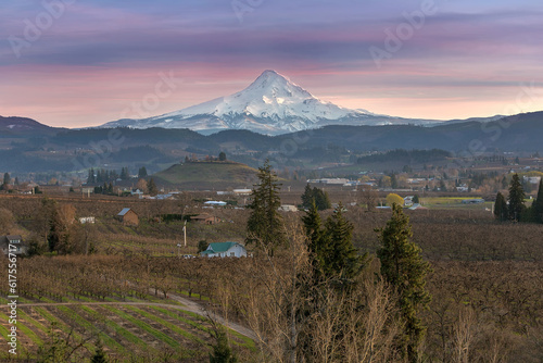 Mount Hood over Hood River Valley Fruit Orchard Farmland during Sunset