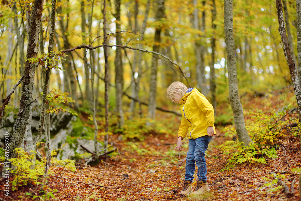 Elementary school boy walks forest in Lovcen National Park, Montenegro on an autumn day. An inquisitive boy exploring nature. Tourism and travel for family with kids. Elementary school boy walks forest in Lovcen National Park, Montenegro on an autumn day. An inquisitive boy exploring nature. Tourism and travel for family with kids.