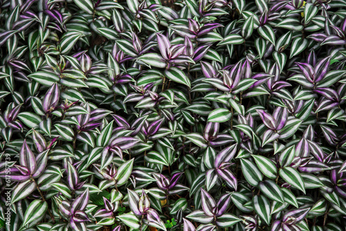 Purple and green leaves background (Tradescantia zebrina) photo