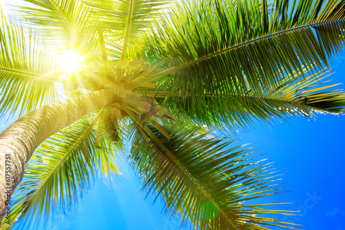 Palm tree and sun, tropical sunshine in the Caribbean. © Designpics