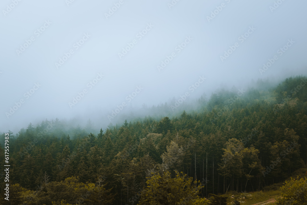 Morning fog in Snowshoe Mountain, West Virginia