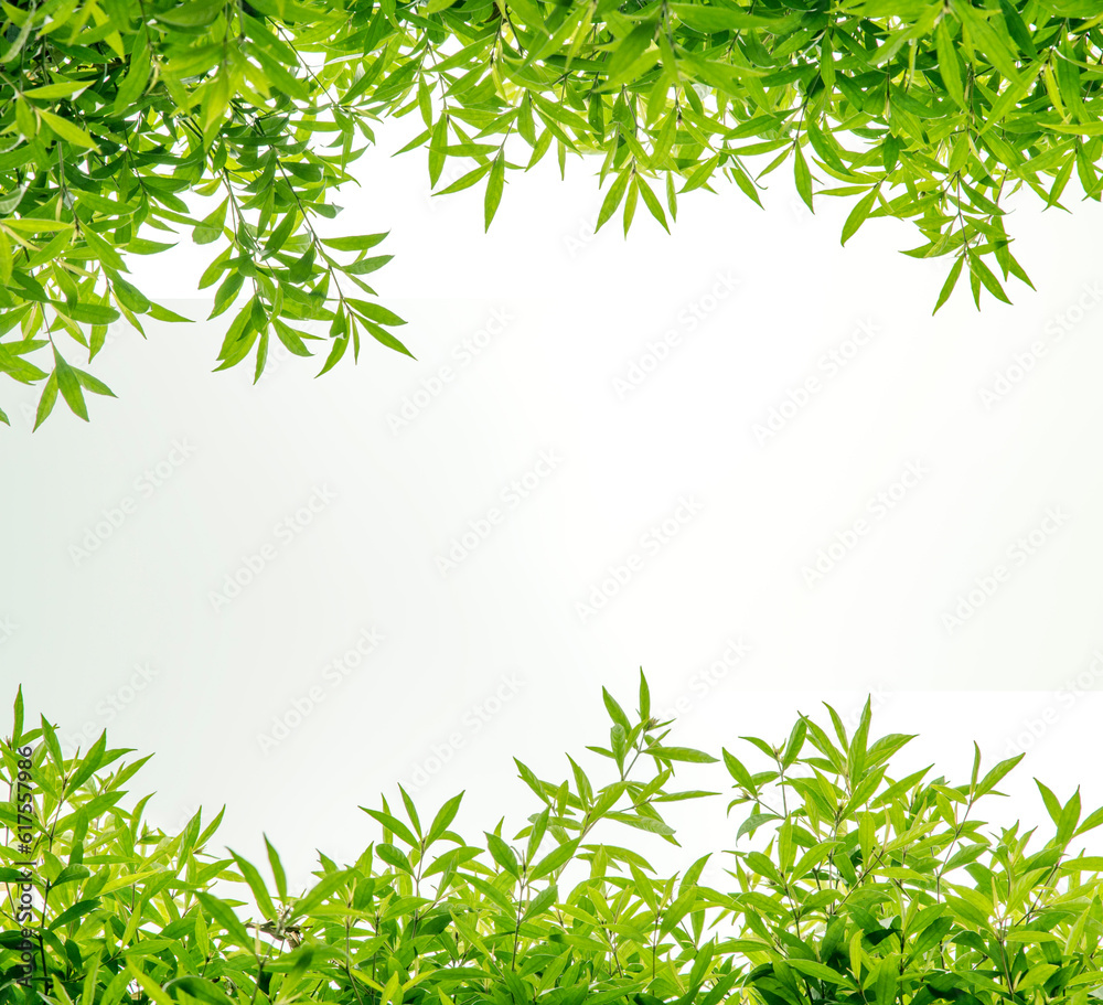 Green leaf frame on white background
