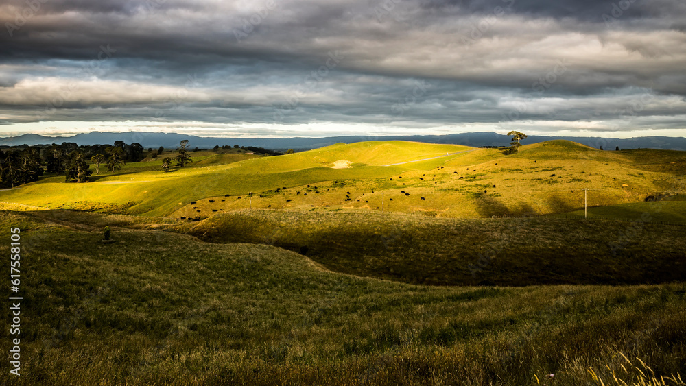 An image of a sunset landscape with cows in New Zealand