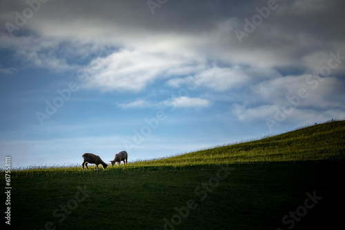 An image of two sheep on a green meadow