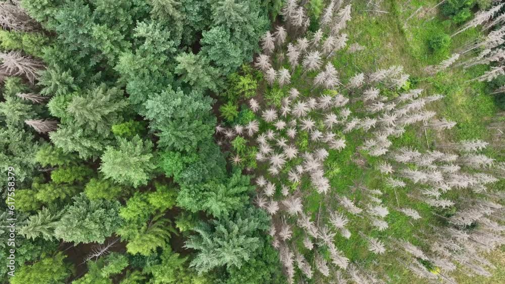 Aerial view of dead trees - forest dieback - Waldsterben, Germany Aerial view of dead trees - forest dieback - Waldsterben, Germany