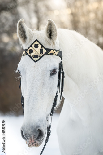 white trotter horse in medieval front headband outdoor horizontal portrait in winter