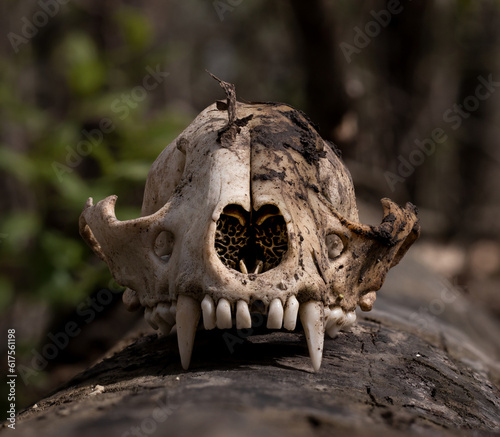 Animal Skull Symbol of Life and Death Found on Log In Nature © Ryan