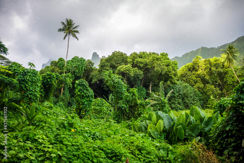 Fototapeta premium Moorea island jungle and mountains landscape. French Polynesia