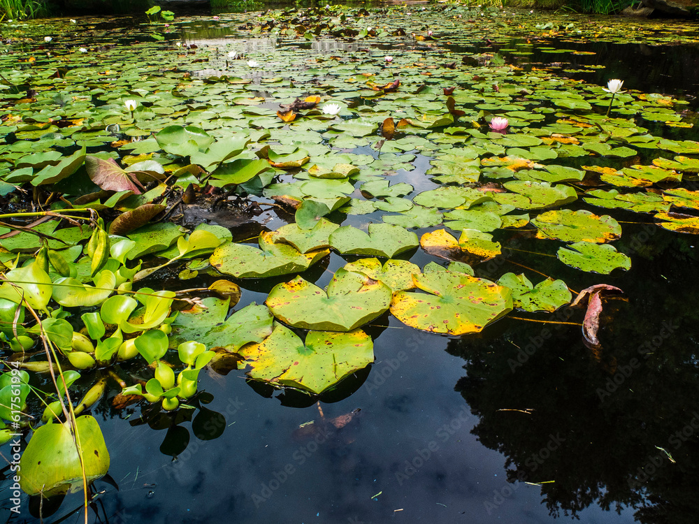 Lily Pads Covering Most Of A River - Green Lily Pads Floating Lily Pads Covering Most Of A River - Green Lily Pads Floating