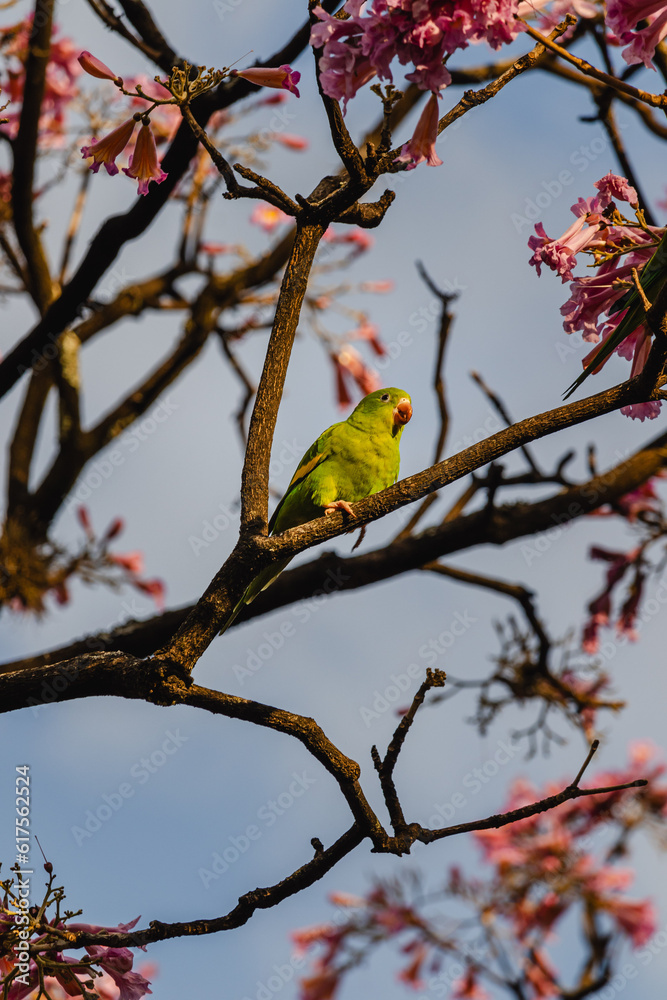Maritaca no ipê rosa florido na praça da Liberdade, na cidade de Belo Horizonte, Estado de Minas Gerais, Brasil Maritaca no ipê rosa florido na praça da Liberdade, na cidade de Belo Horizonte, Estado de Minas Gerais, Brasil