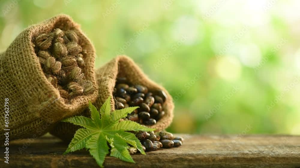 Castor seeds and fruits on nature background. Castor seeds and fruits on nature background.
