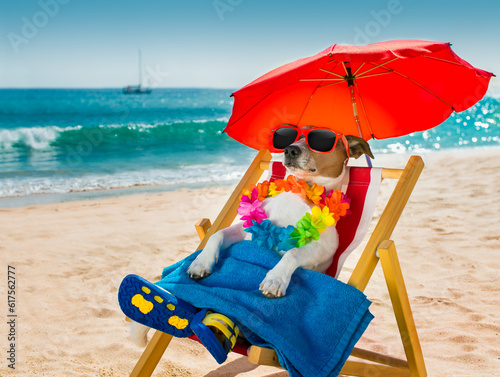 jack russel dog resting and relaxing on a hammock or beach chair under umbrella at the beach ocean shore, on summer vacation holidays © Designpics