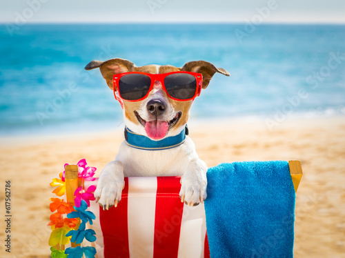 jack russel dog resting and relaxing on a hammock or beach chair  at the beach ocean shore, on summer vacation holidays © Designpics