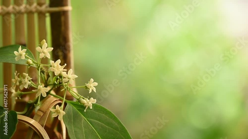 Gymnema inodorum branch flowers on nature background. photo