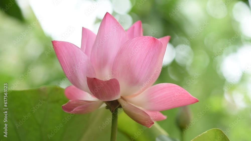 Pink lotus on nature background. Pink lotus on nature background.