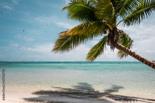 Paradise tropical beach and lagoon in Moorea Island. French Polynesia © Designpics