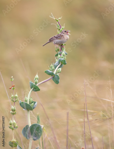 Grasshopper Sparrow on the Prairie
