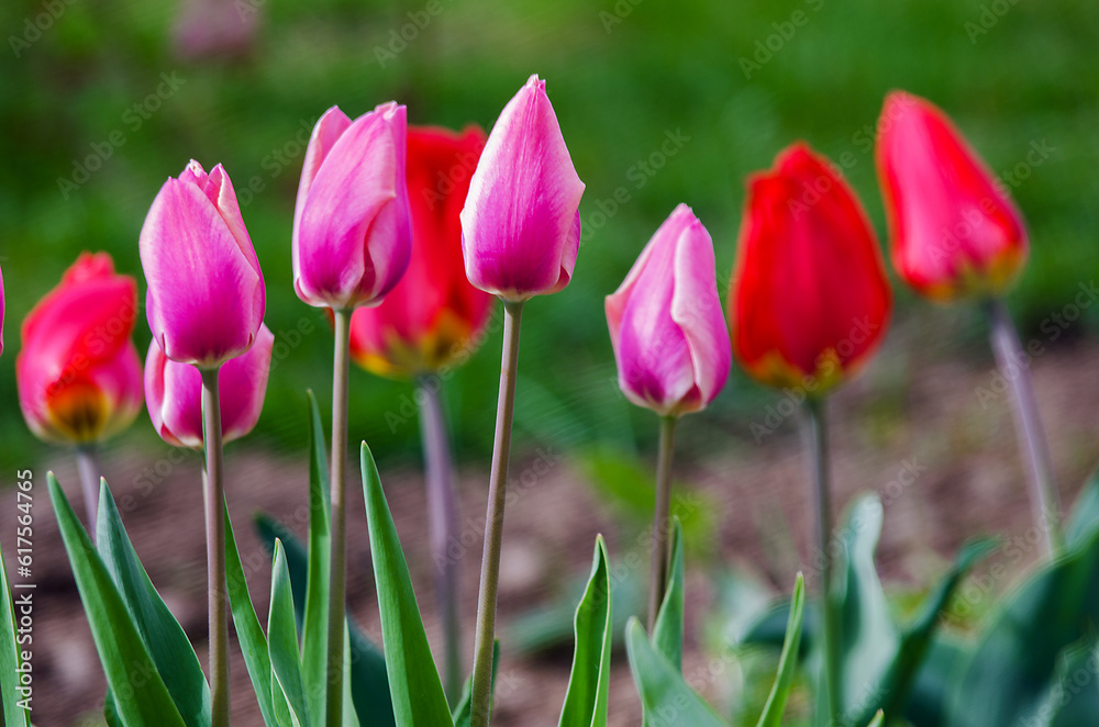 Obraz premium Delicate soft tulips bloom in spring day