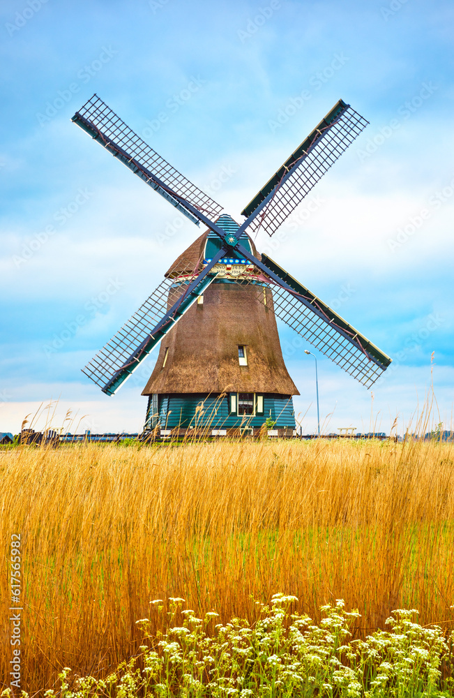 Old Dutch mill with yellow wheat at blue white cloud Netherlands summery landscape.