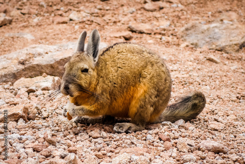 Southern viscacha in Altiplano desert, sud Lipez reserva Eduardo Avaroa, Bolivia