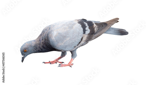 Single wild pigeon standing and looking down the ground to find out feed isolated on white background with clipping path. in png file format photo