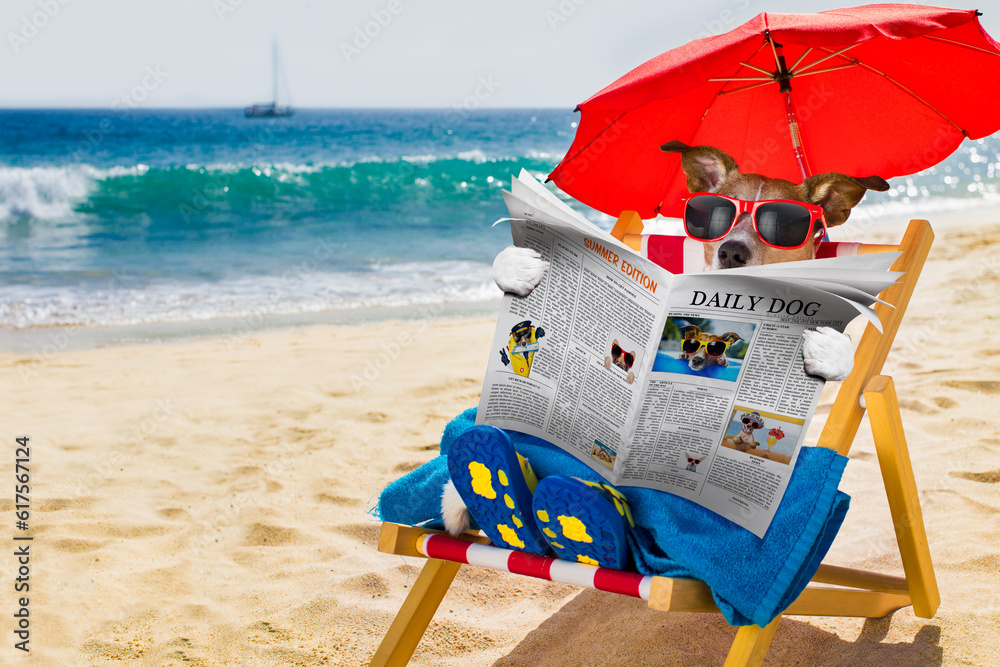 jack russel dog resting and relaxing on a hammock or beach chair under ...