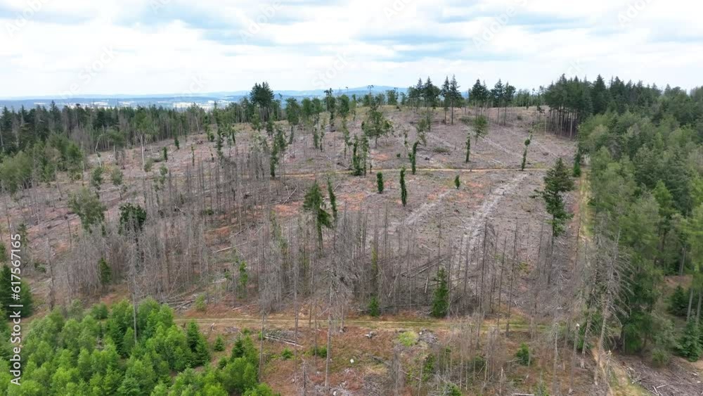 Aerial view of dead trees - forest dieback - Waldsterben, Germany Aerial view of dead trees - forest dieback - Waldsterben, Germany