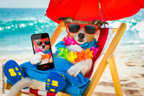 jack russel dog resting and relaxing on a hammock or beach chair under umbrella at the beach ocean shore, on summer vacation holidays taking a selfie with smartphone or mobile phone or telephone © Designpics