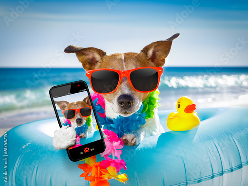jack russel dog resting and relaxing on a air mattress or swim ring   at the beach ocean shore, on summer vacation holidays taking a selfie with smartphone or mobile phone © Designpics