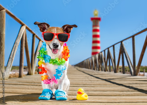 jack russel dog  at the beach ocean shore, on summer vacation holidays  with a plastic duck, lighthouse at the back © Designpics