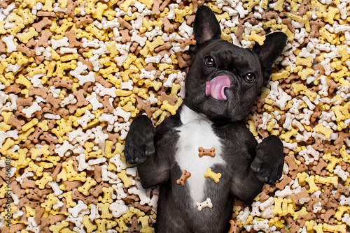 hungry french bulldog dog inside a big mound or cluster of food , isolated on mountain of cookie bone treats as background,with negative empty space to the side