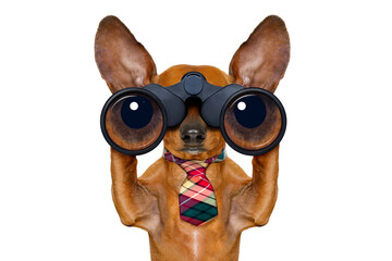 dachshund or sausage dog   binoculars searching, looking and observing with care, isolated on white background