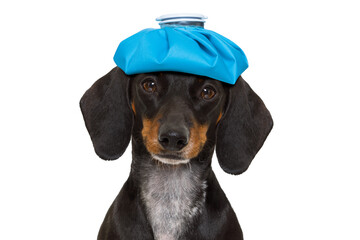 sick and ill dachshund sausage dog  isolated on white background with ice pack or bag on the head