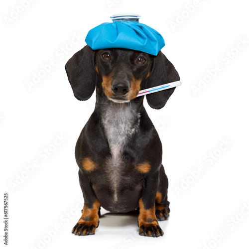 Fototapeta Naklejka Na Ścianę i Meble -  sick and ill dachshund sausage dog  isolated on white background with ice pack or bag on the head, with thermometer