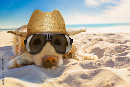 golden retriever dog relaxing, resting,or sleeping at the beach, for retirement or retired © Designpics