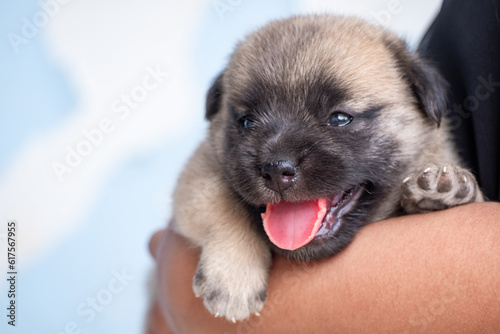 Girl in black shirt holding brown puppy, child playing with dog, child hugging puppy, Pets © ISENGARD