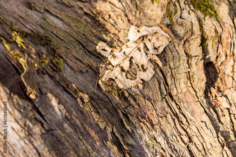 Texture of dry old tree in the forest closeup