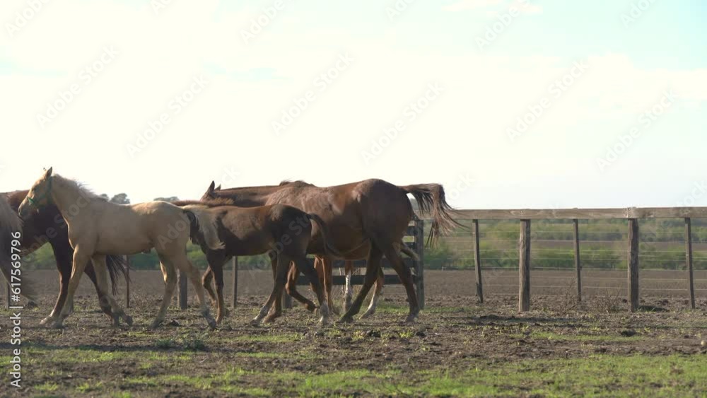Horse with Foal Horse with Foal