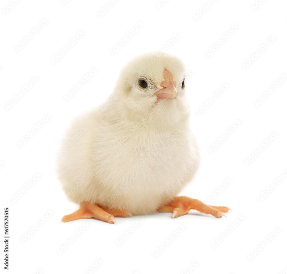 Cute fluffy baby chicken on white background