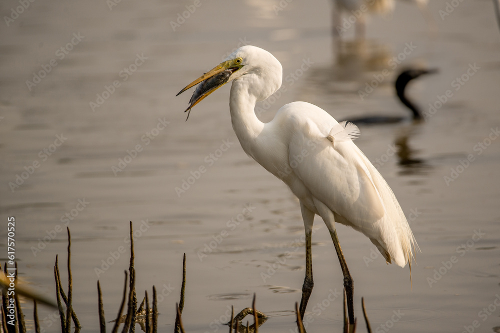 A Great Egret with its catch