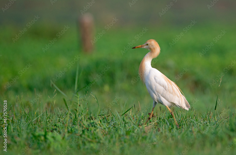 A Cattle egret walking around in a field looking for food in the morning
