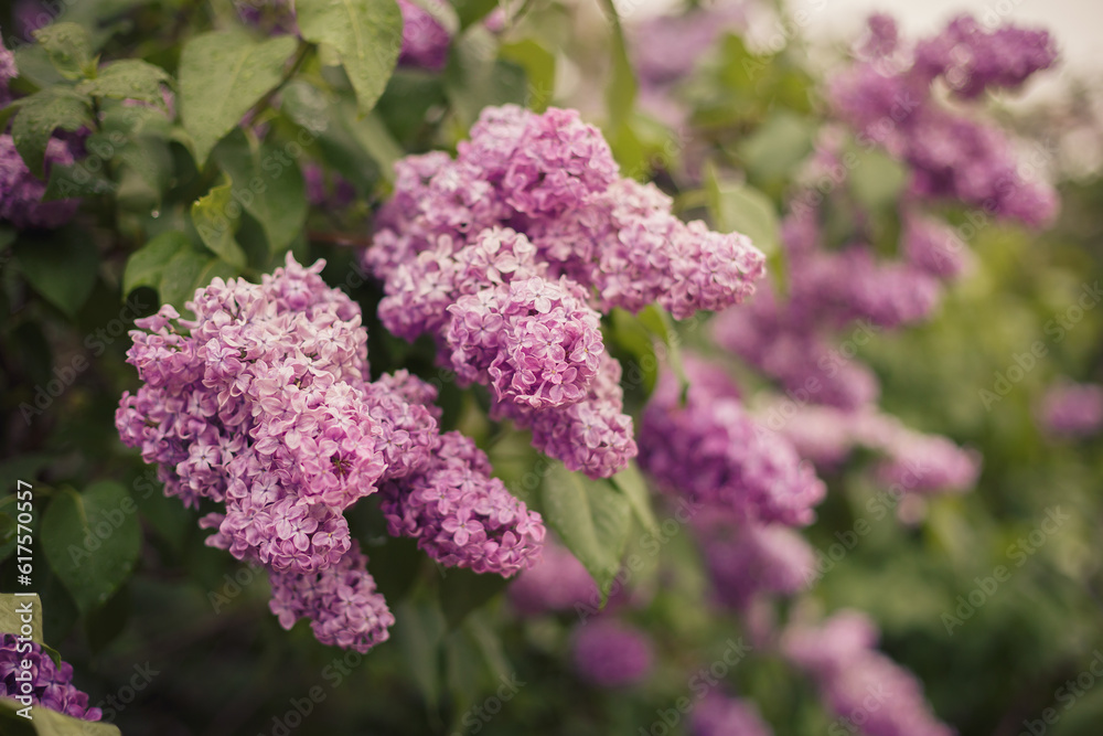 custom made wallpaper toronto digitalLilac that blooms in the park in the raining day