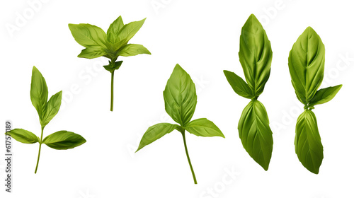 A collection of bright and fresh herbs, carefully isolated on a transparent background, showcasing their natural splendor. Fresh herbs isolated on a transparent background. Generative AI.