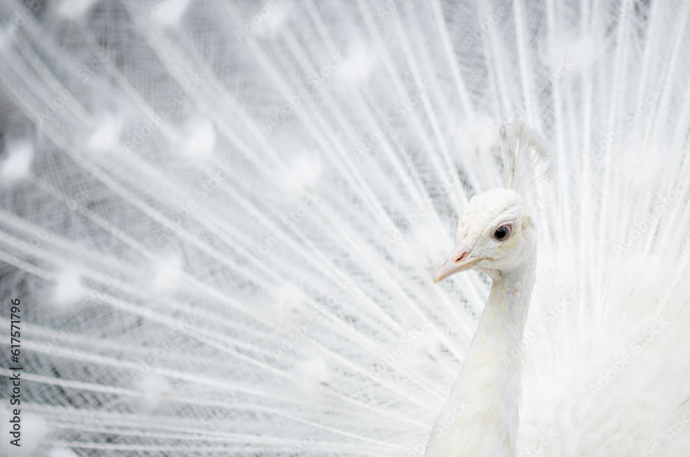 Fototapeta premium White peacock with tail spread.