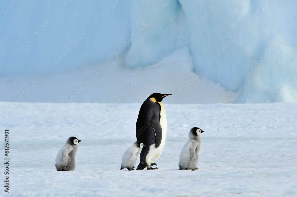 Fototapeta premium Emperor Penguins with chick Snow Hill in Antarctica